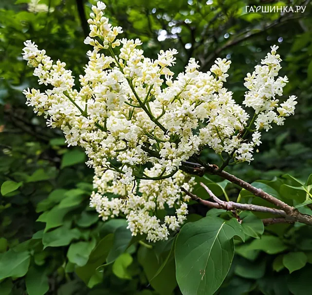 Сирень амурская