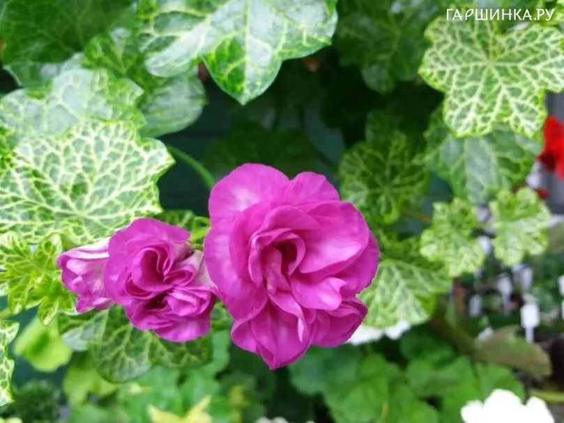 Пеларгония Крок О Дей плющелистная