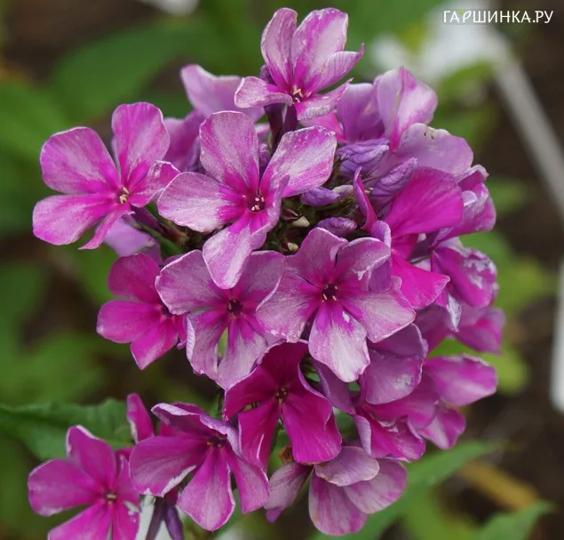 Флокс Ветер северный