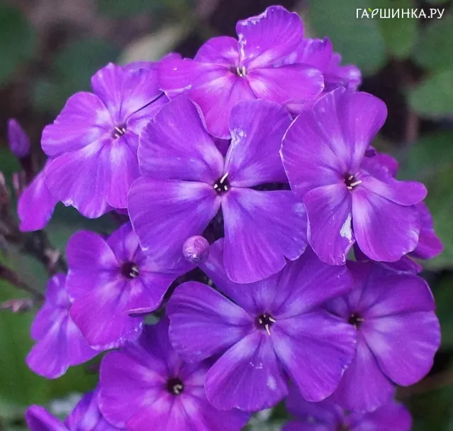 Флокс Князь Игорь