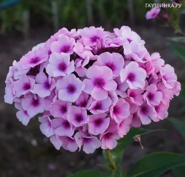 Флокс Мозаика