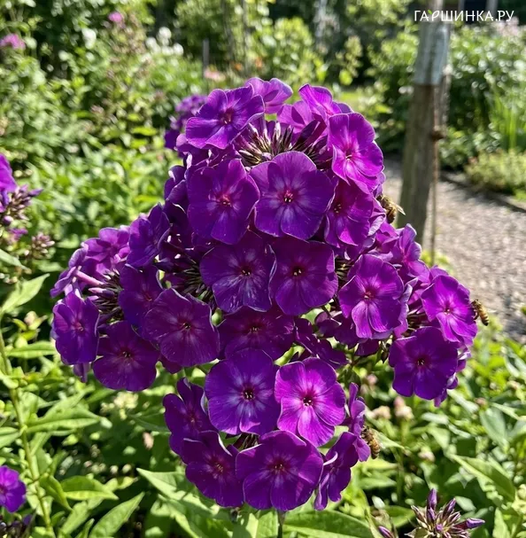 Флокс Бархатный сезон