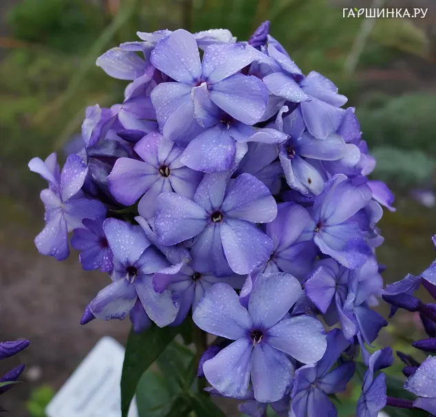 Флокс Старый замок