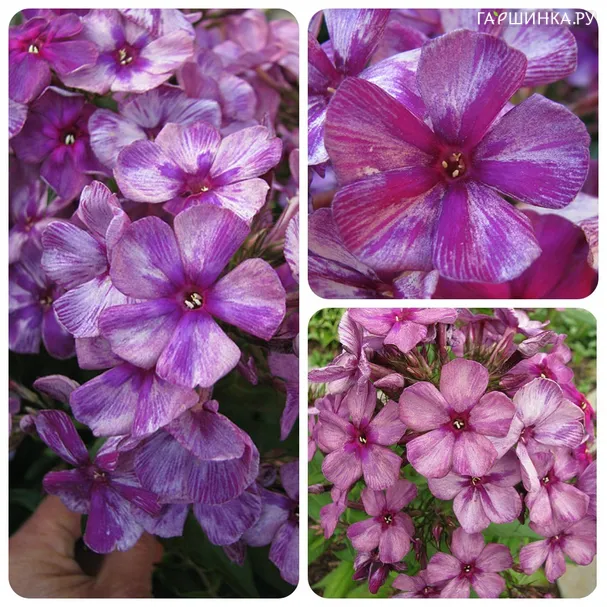Флокс Винтажный