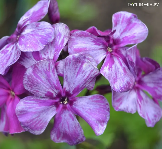 Флокс Галактика