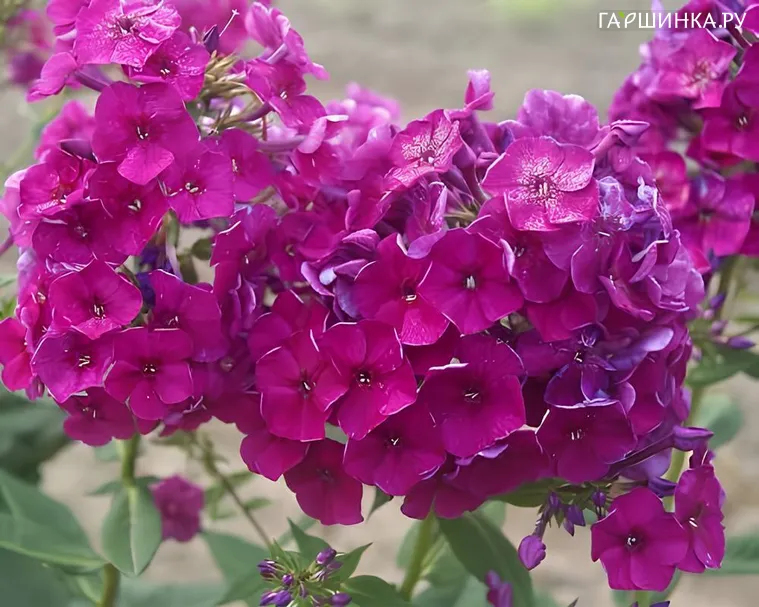 Флокс Венди Хаус
