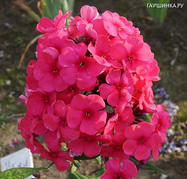 Флокс Маргарита