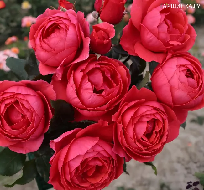 Роза Мари Жозе
