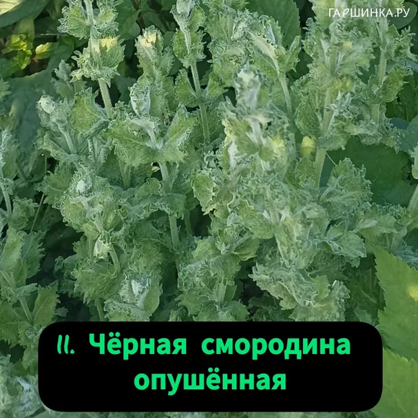 Мята Чёрная смородина