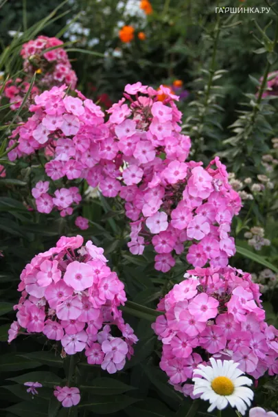 Флокс Вальс