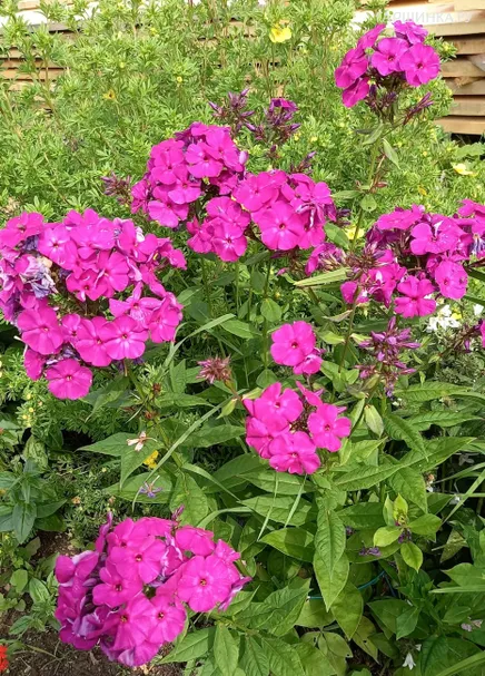 Флокс Виктория