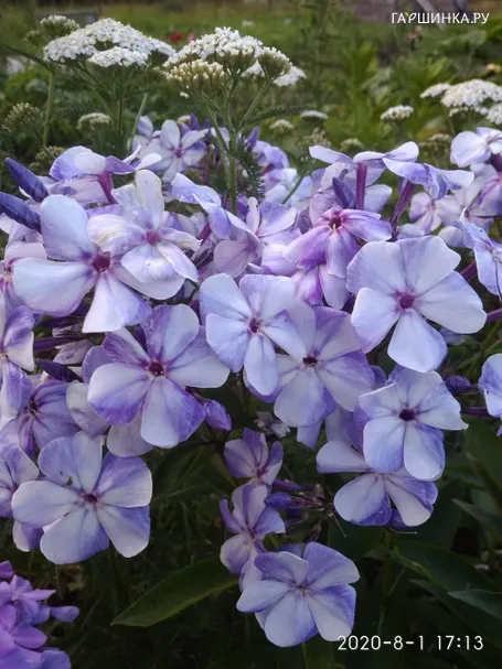 Флокс Гжель