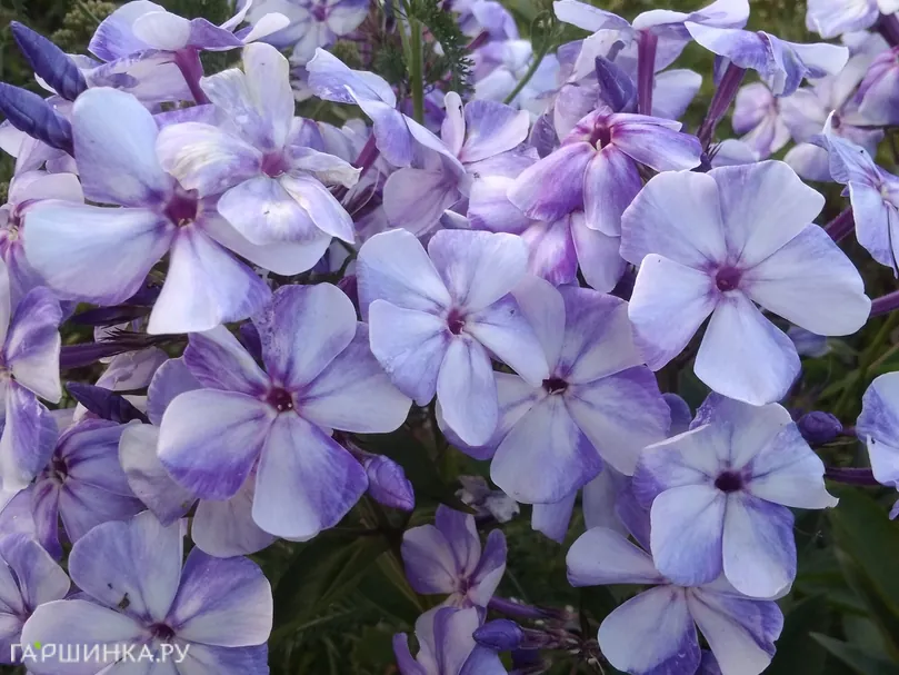 Флокс Гжель