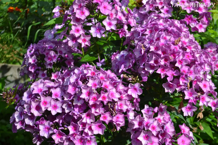 Флокс Дымчатое суфле