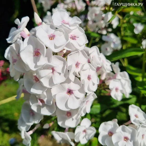 Флокс Молочное суфле
