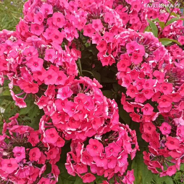 Флокс Серафима