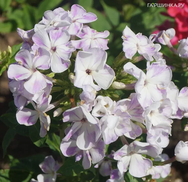 Флокс Герман