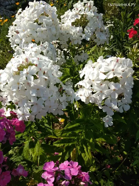 Флокс Царевна лебедь