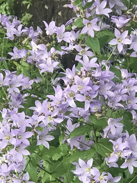 Колокольчик молочноцветковый Причардз Вэраети