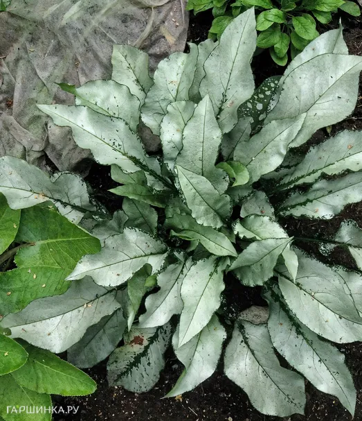 Медуница Маджести