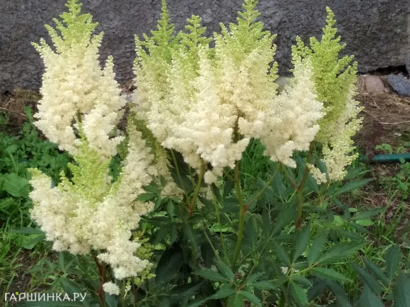 Астильба Арендса Вайс Глория