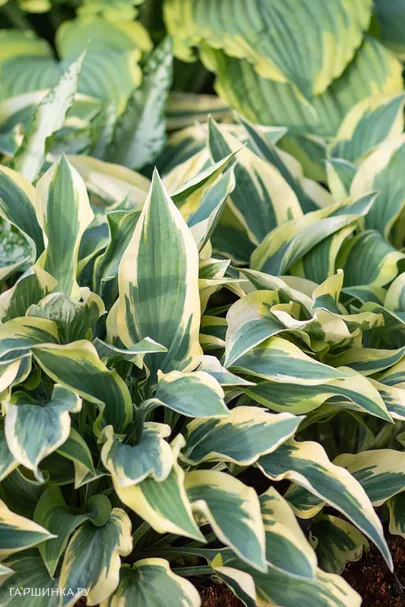 Хоста Волверайн (SM)