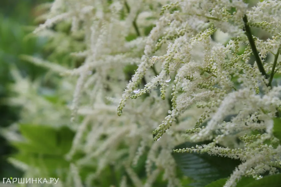 Волжанка двудомная