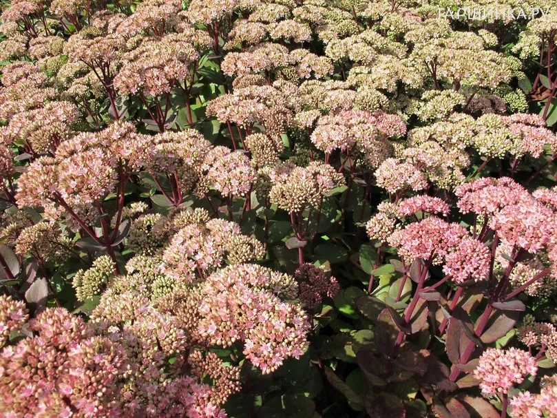 Очиток (седум) Матрона