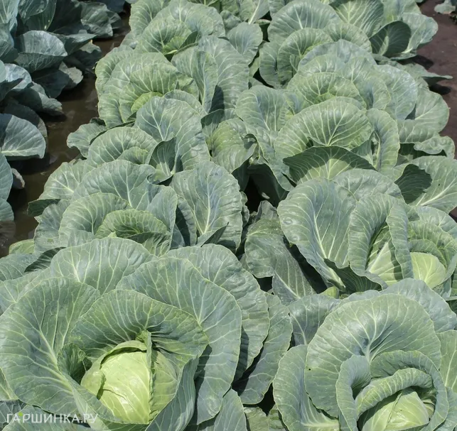 Капуста Ринда F1 белокочанная 15 шт