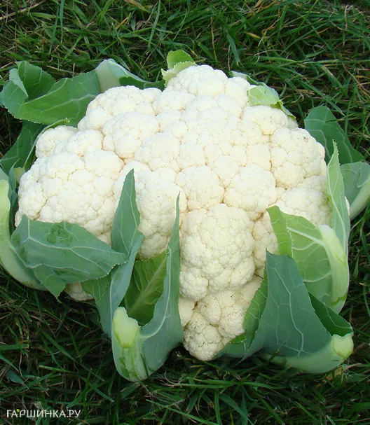 Цветная капуста Корсика F1 10 шт