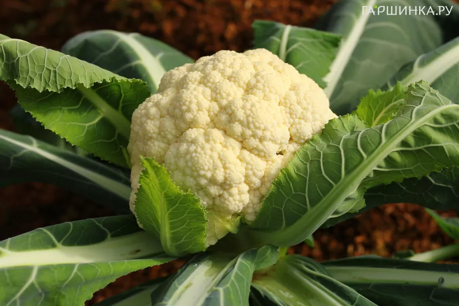 Цветная капуста Майорка F1 10 шт