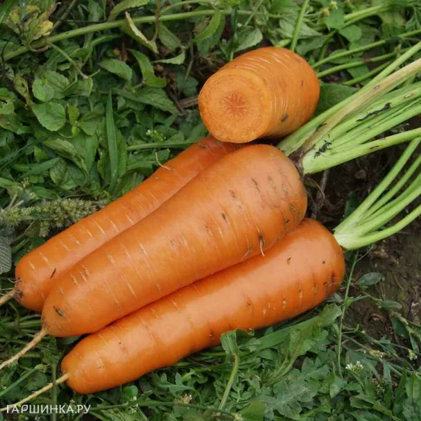 Морковь Канада F1