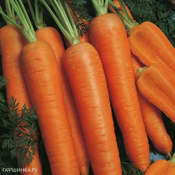 Морковь Наполи F1