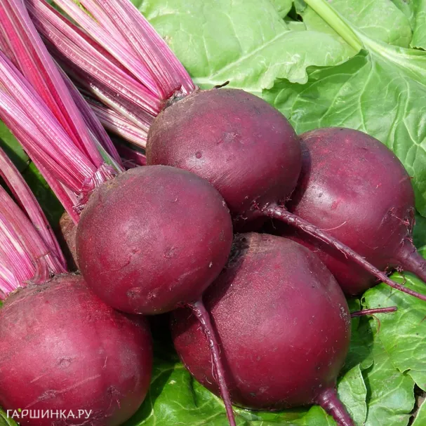 Свекла Пабло F1 1г