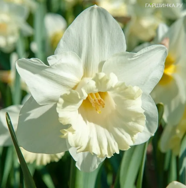 Нарцисс Маунт Худ крупнокорончатый 5шт.