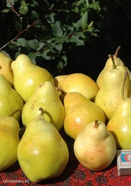 Груша Лада