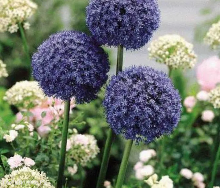 Лук декоративный Азуреум 15 шт