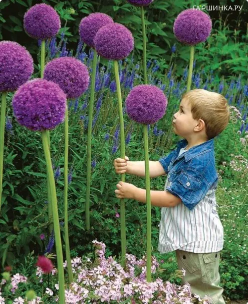 Лук декоративный Гладиатор 1 шт