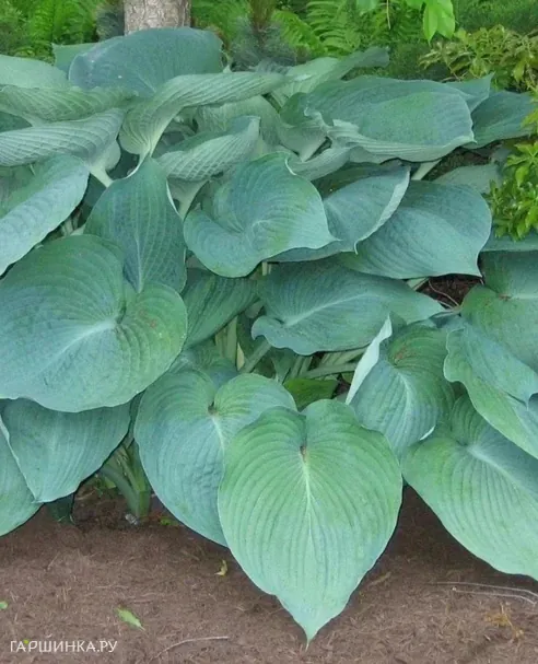 Хоста Джурайссик Парк (XL)