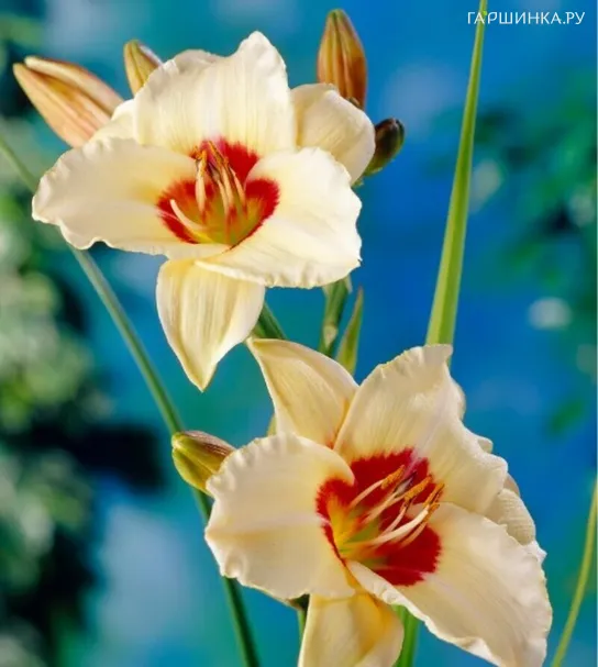 Лилейник Пандорас Бокс