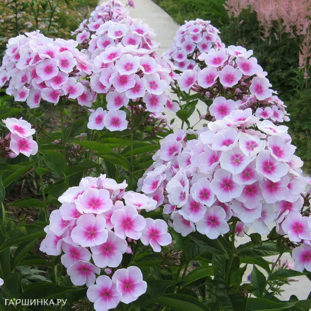 Флокс Европа метельчатый