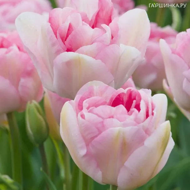 Тюльпан Анжелика 5 шт