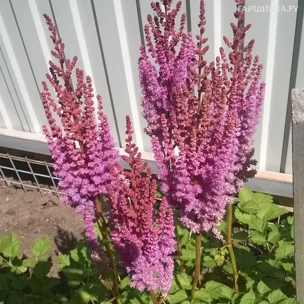 Астильба китайская Пурпуркерц
