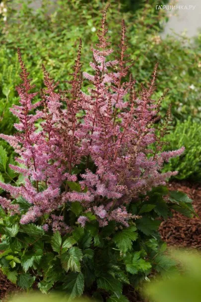 Астильба китайская Вероника Клоз