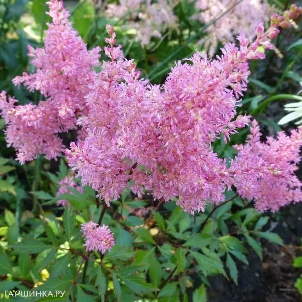 Астильба Арендса Дарвинс Дрим