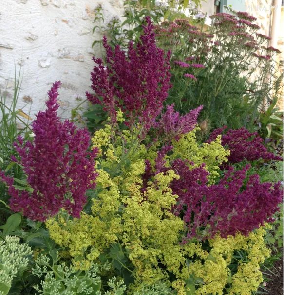 Шалфей (сальвия) дубравный Швелленбург