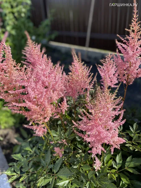 Астильба Арендса Америка