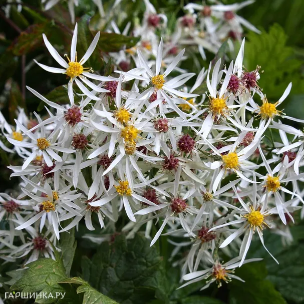 Астра Бет Шатто растопыренная