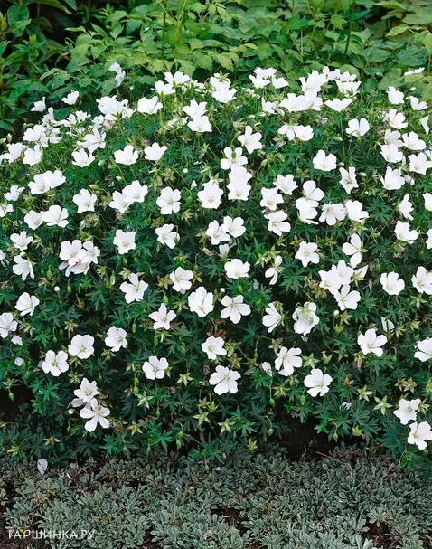 Герань кроваво-красная Альбум