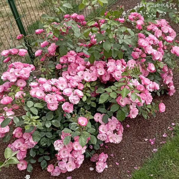 Роза Анжела кустарниковая, Кордес (лиц)